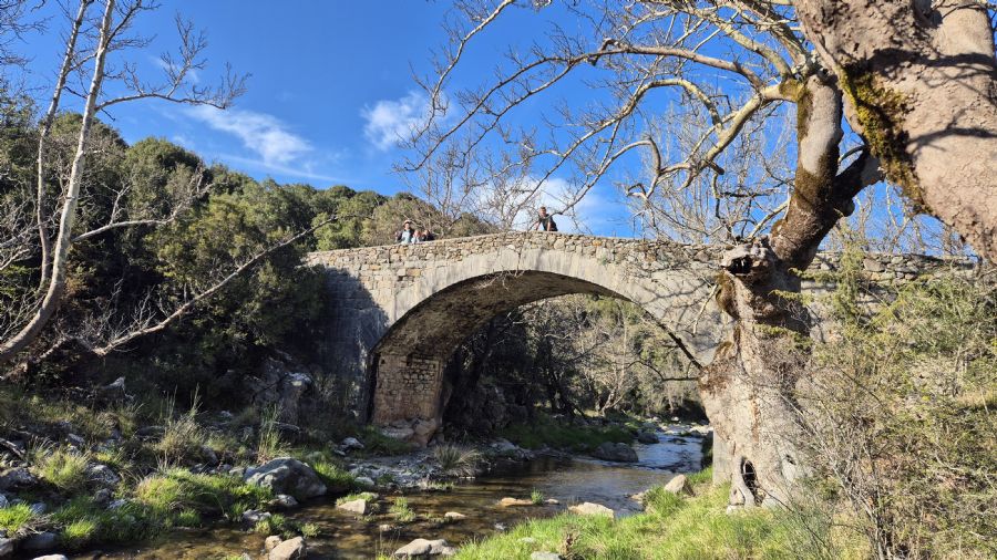 טרק המנליון